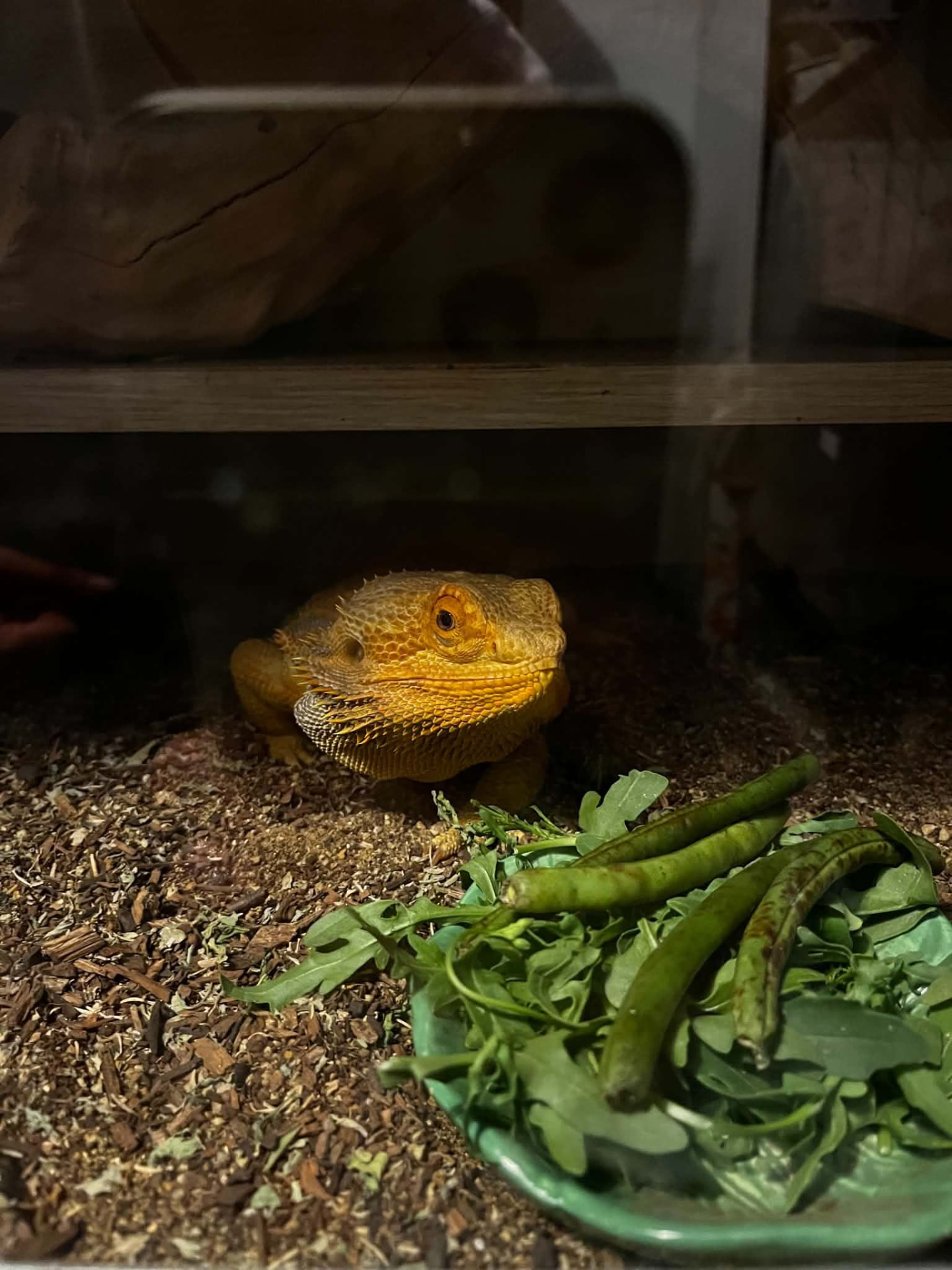 A bearded dragon beside a bowl of fresh greens