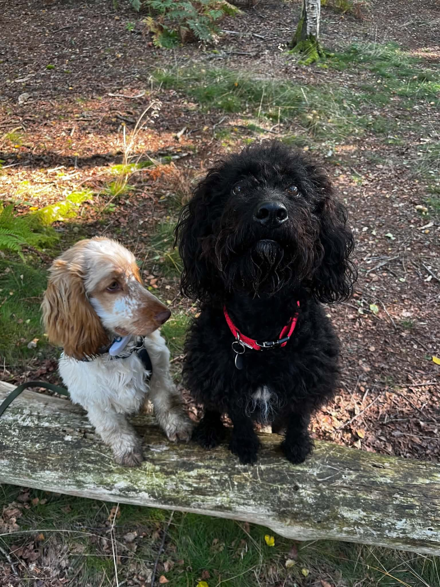 A dog enjoying a buddy walk with Walking Paws