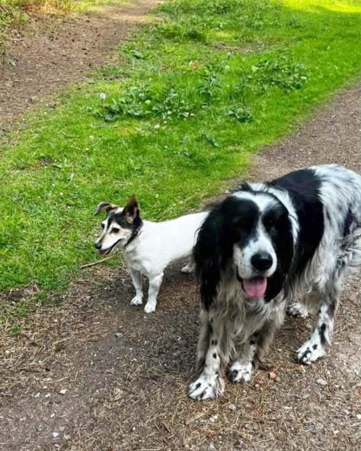 A dog enjoying a senior sniffer with Walking Paws