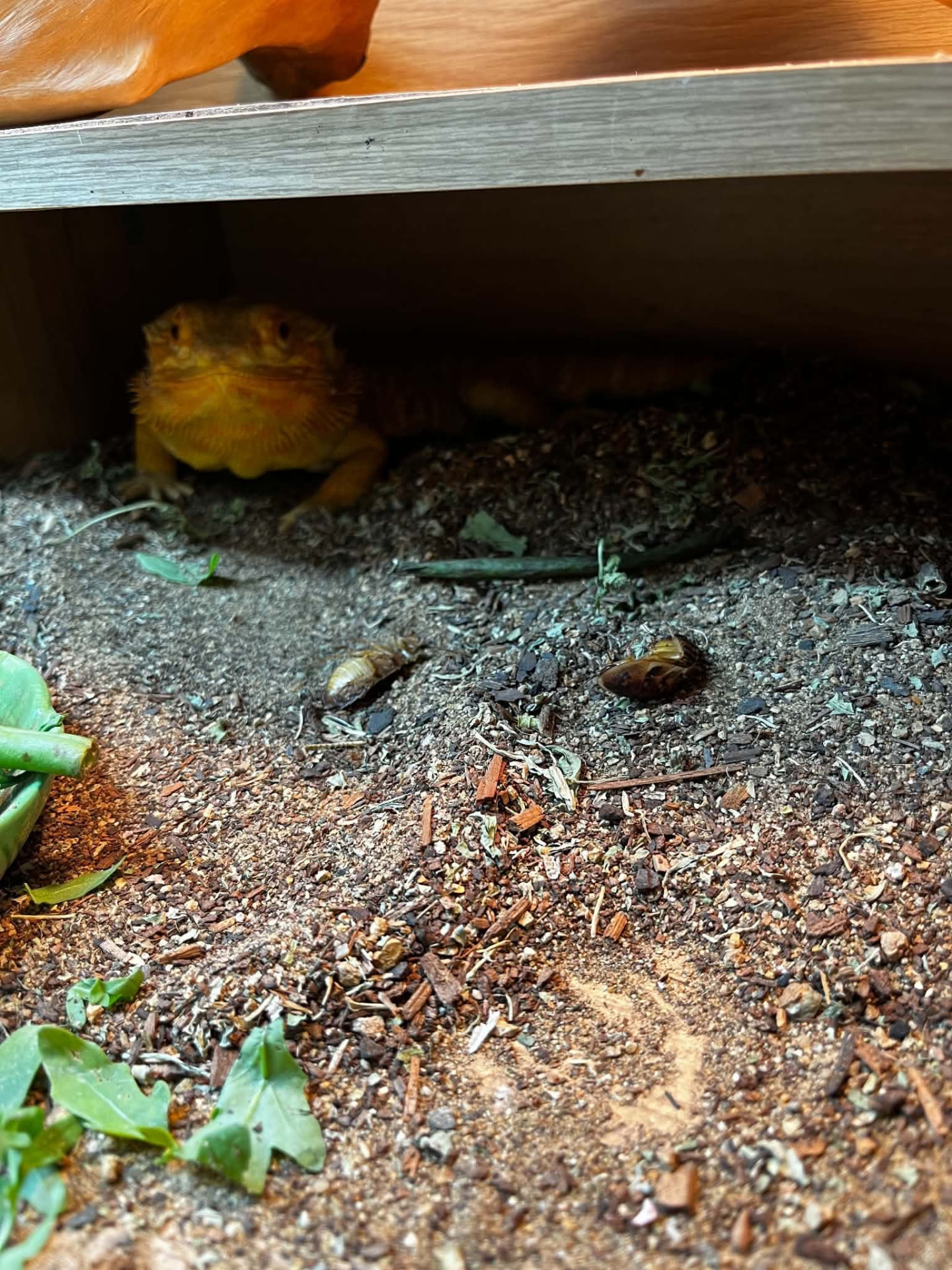 A bearded dragon settled under its shelf after being fed